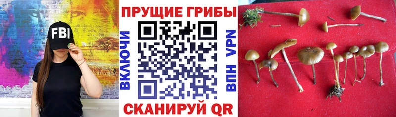 закладки  Николаевск-на-Амуре  kraken ССЫЛКА  Галлюциногенные грибы MAGIC MUSHROOMS 